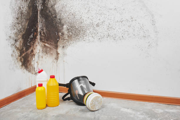 Best Industrial Mold Remediation in Euharlee, GA