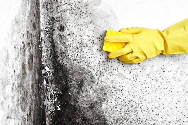 Best HVAC Mold Remediation in Euharlee, GA