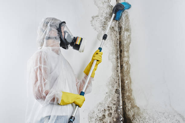Best Kitchen Mold Remediation in Euharlee, GA