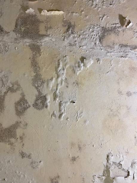 Best White Mold Remediation in Euharlee, GA