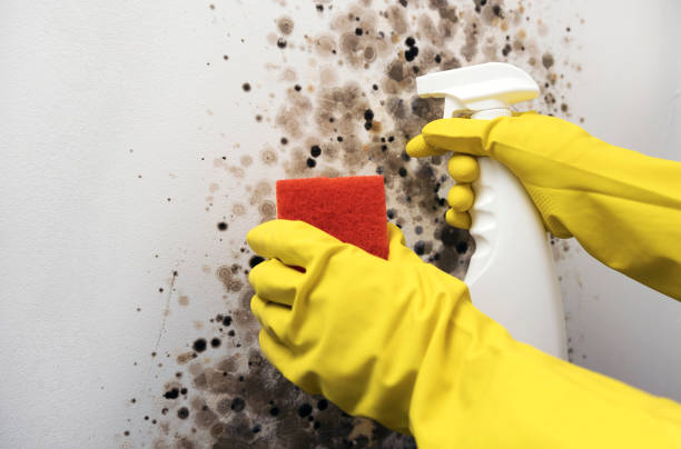 Best Residential Mold Remediation in Euharlee, GA