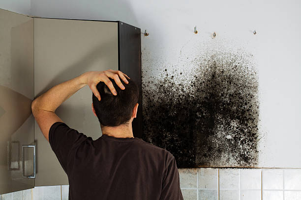 Best Residential Mold Remediation in Euharlee, GA