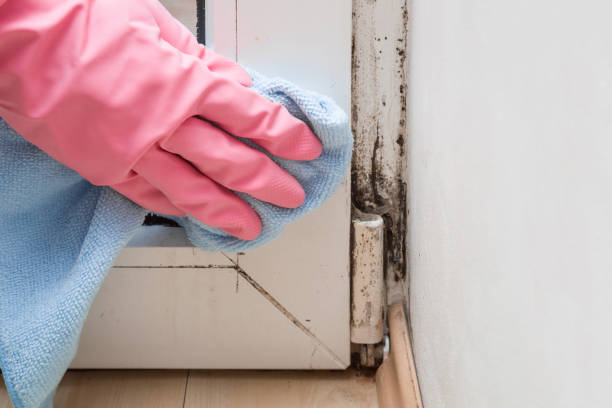 Euharlee, GA Mold Remediation Company